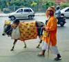 Delhi-Sacred-Cow.jpg