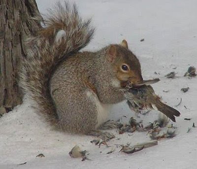 squirrel_eats_bird.jpg.2d9e40023ce37a2ad4a550e861ba26bf.jpg