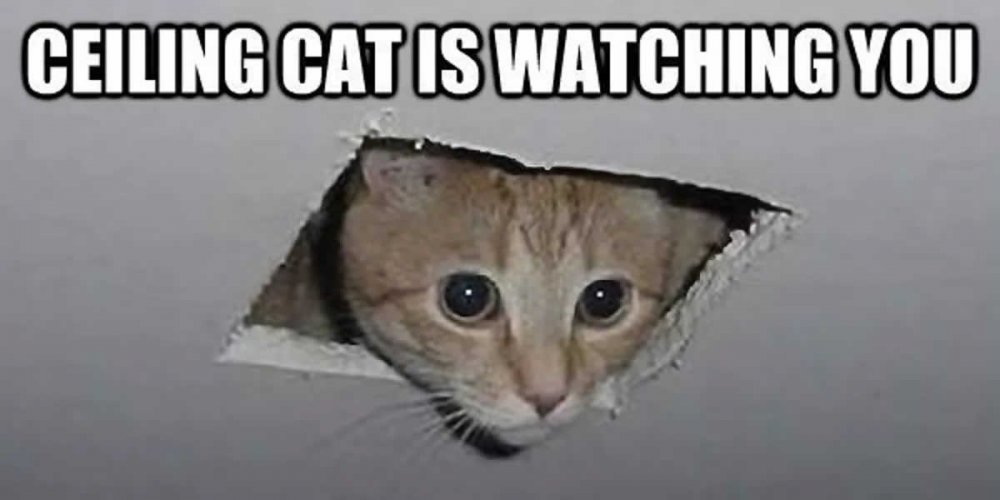 ceiling-cat.jpg