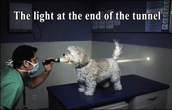 Funny-photo-with-caption-dog-the-light-at-the-end-of-the-tunnel.jpg.a4c8a69e030a07819d20933334ce1bc4.jpg