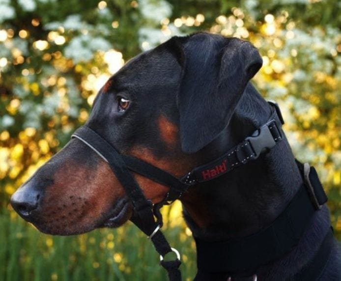 Halti_Headcollar-size-s_on-dog-daschshund_Header-Gallery_694x572.jpg.7c9cdc9029621a8674e9a3e34ed64703.jpg