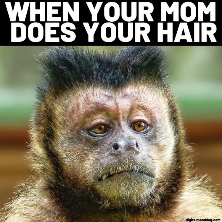 monkey-hair-meme.jpeg
