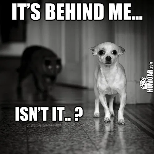 dog-its-behind-me-isnt-it.jpg.webp.3106c736a3d25efd53e344bb0ad1be10.webp