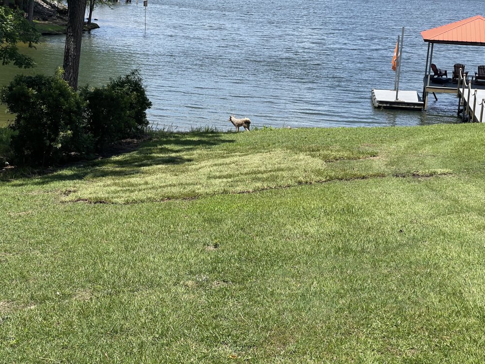 IMG_3767.thumb.jpeg.824efe208cec1b55408a9ce9afdb80c1.jpeg