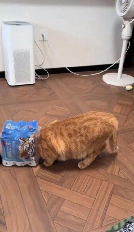 image.thumb.jpeg.87fb95ae93f040253f70bcfdc926f189.jpeg