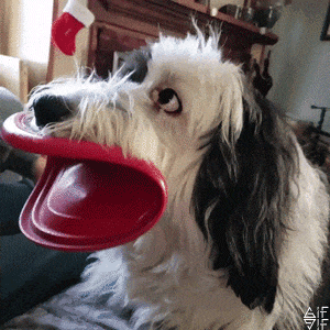 image.gif.f6dc840c51d2859d1a02ca392b76a127.gif