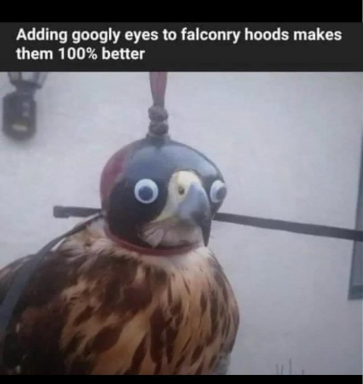 image.thumb.jpeg.1f191fdfd9d7ad676af3ae7a69246680.jpeg