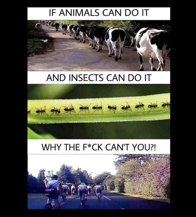 image.thumb.jpeg.b31f9932c3a5673c59b0ef7746ab330d.jpeg